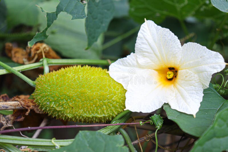 Sweet Bitter Gourd with Flower Stock Photo Image of southeast
