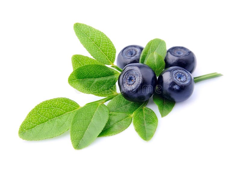Blueberry Vaccinium Myrtillus Twig - Free photo on Pixabay Plant leaves, Free ph
