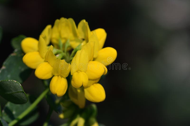 sweet broom plant for sale sweet broom plant for sale