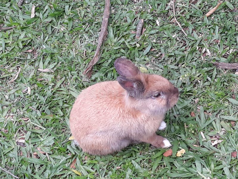 A sweet bunny  stock photo Image of grass standing 