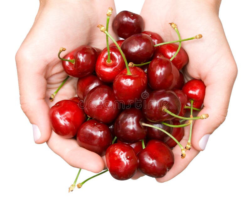 Sweet cherries in hands