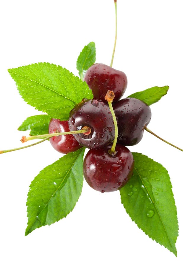 Sweet cherries with leaves