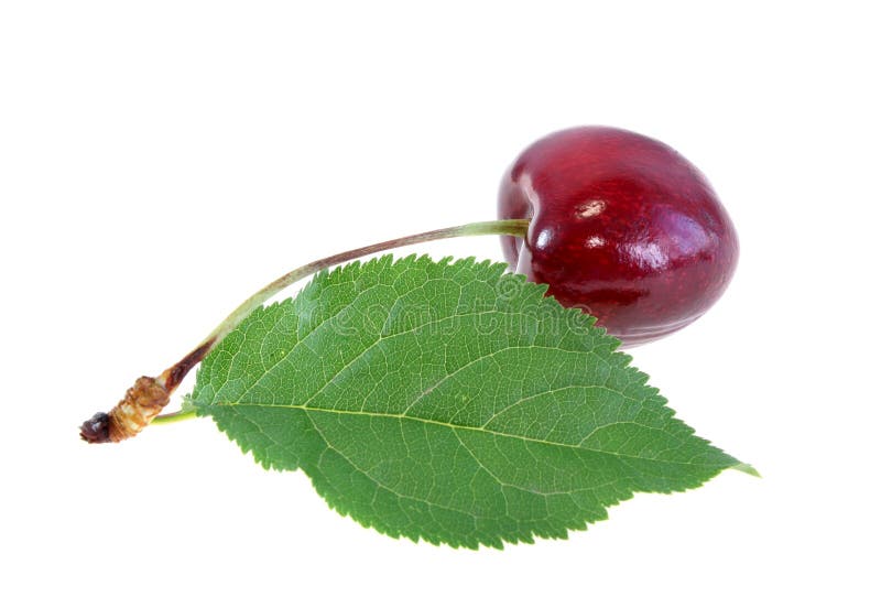 Sweet cherry