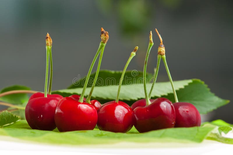 Sweet cherry