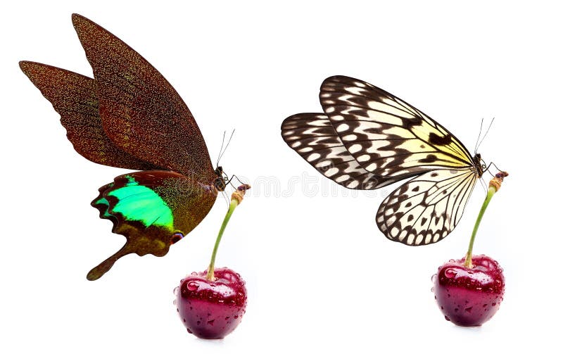 Sweet cherry and beautiful butterfly stock photography Sweet cherry and beautiful butterfly stock photography