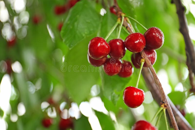 Sweet Cherry Berries on Tree Branches in Garden Stock Photo Image of