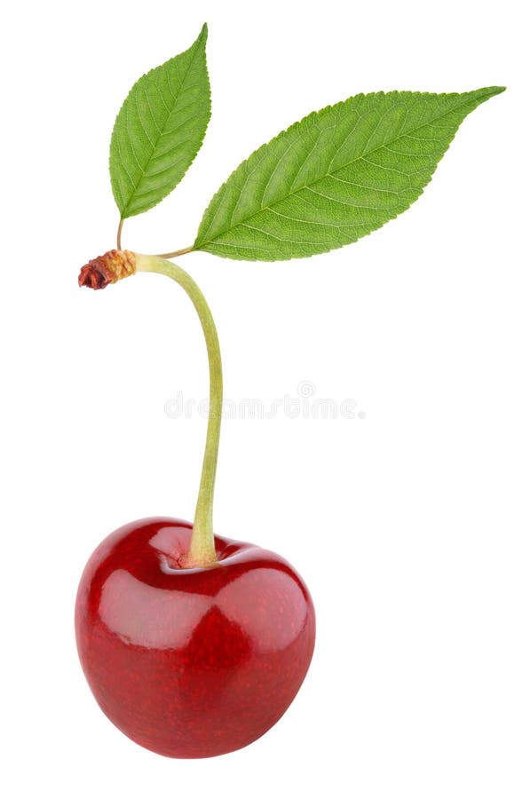 Sweet cherry berry with leaves