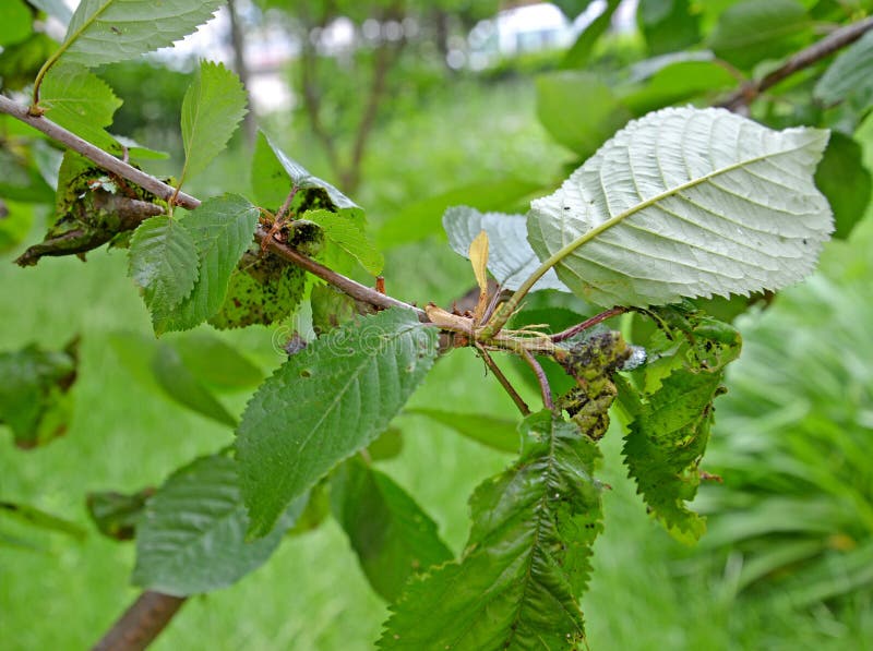 Sweet cherry branch with the leaves damaged by a plant louse