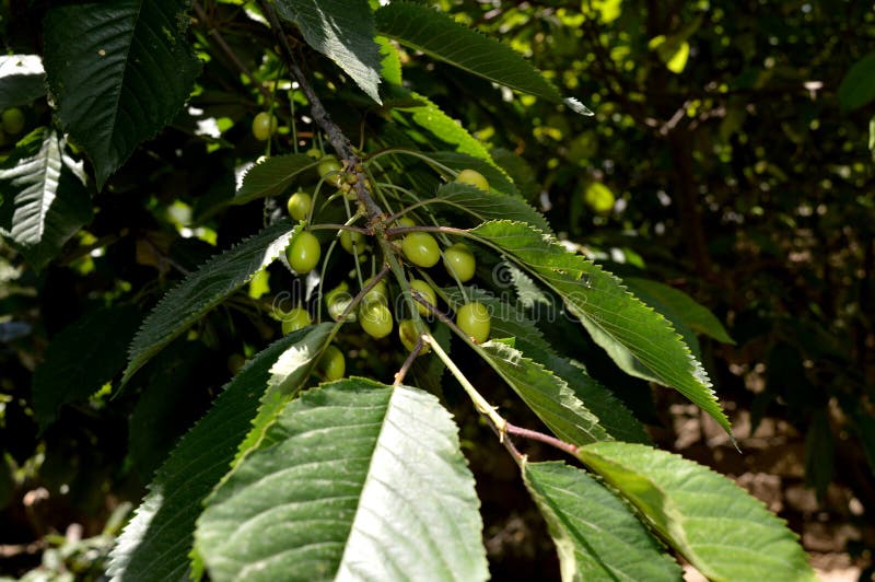 Sweet Cherry. Cherry. Unripe Fruit. Orchard Stock Photo Image of drops, flora 93500282