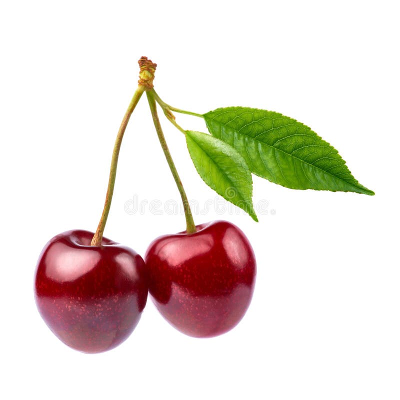 Sweet Cherry Fruits Isolated on White Background Stock Photo - Image of ...