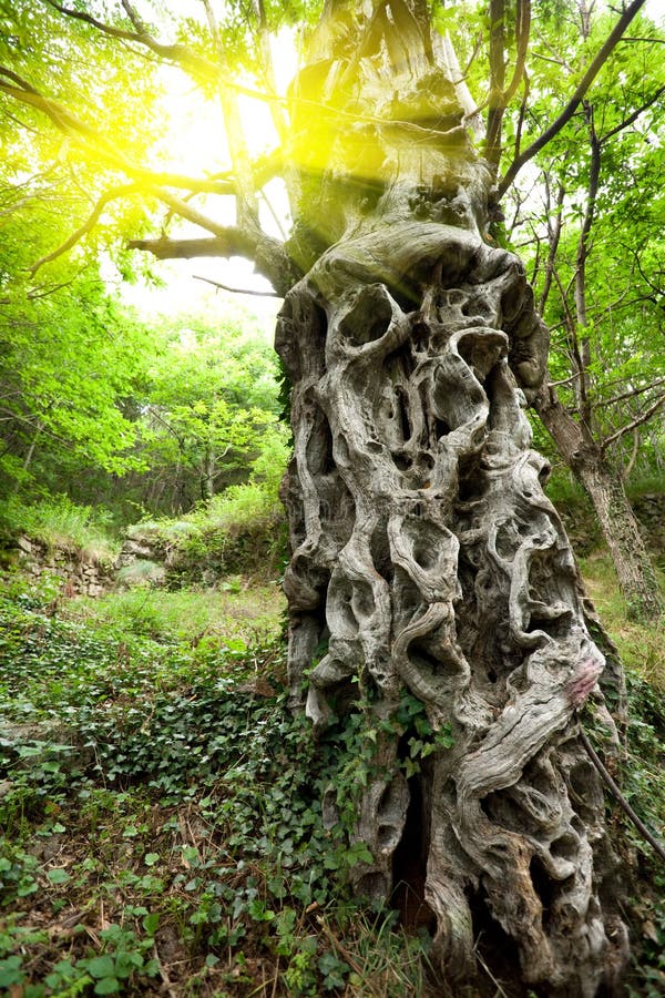 Sweet chestnut tree trunk