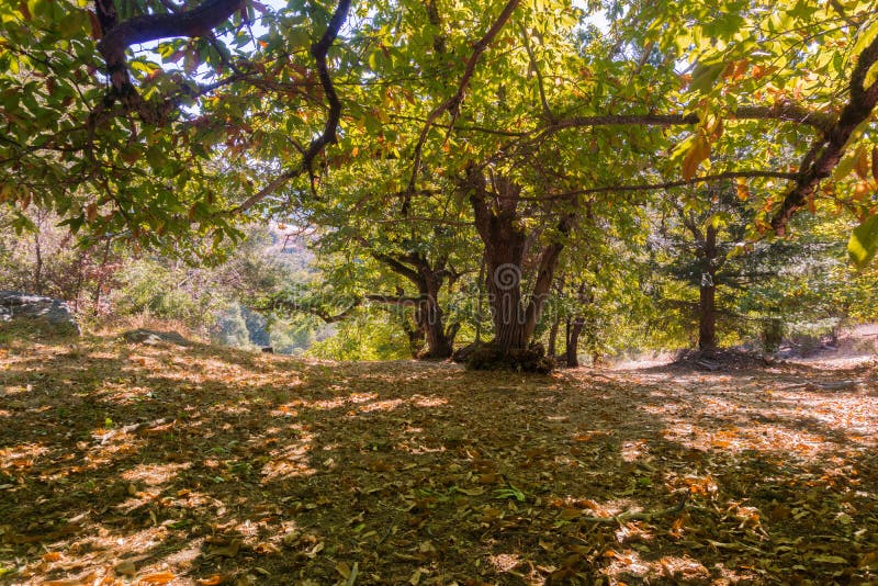 Sweet chestnuts Castanea Sativa orchard on a sunny autumn day