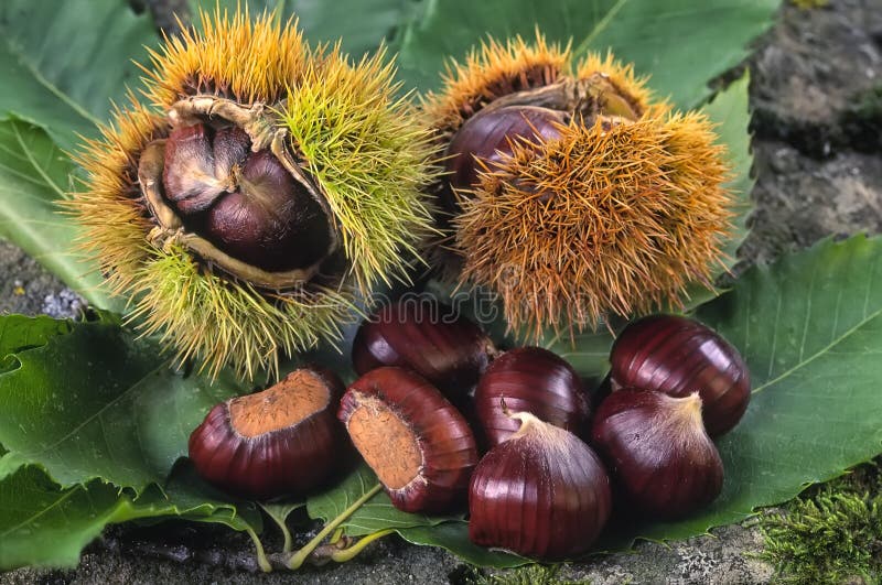 Sweet chestnuts, fruit of chestnuts tree (Castanea sativa) stock photo Sweet chestnuts, fruit of chestnuts tree (Castanea sativa) stock photo