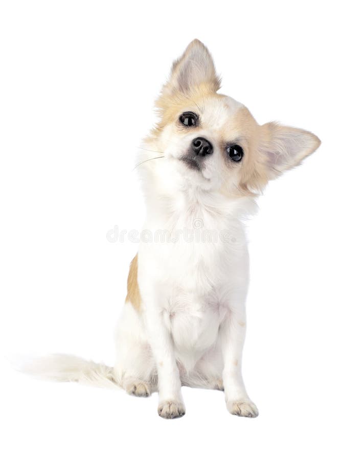 Sweet chihuahua tilting head isolated