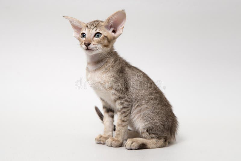 Sweet Chocolate Red Tabby Oriental Kitten Stock Photo Image of camera