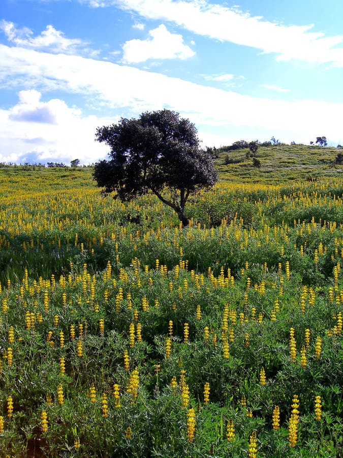 Sweet Clover field stock photo. Image of sweet, cloudy 5291654