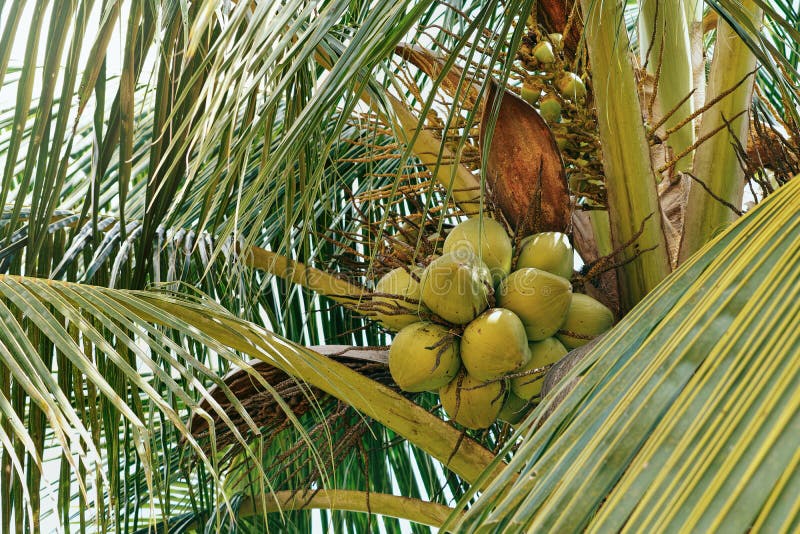 Sweet Coconut Fruit on Coconut Tree Retro Filter Stock Image - Image of ...
