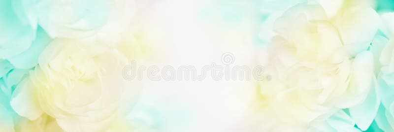 Sweet color carnation in soft and blur style for background