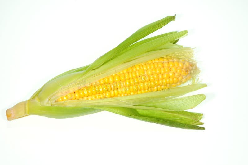 Sweet Corn