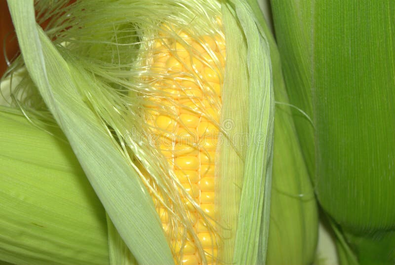 Sweet corn stock image. Image of harvest, agriculture 22806959