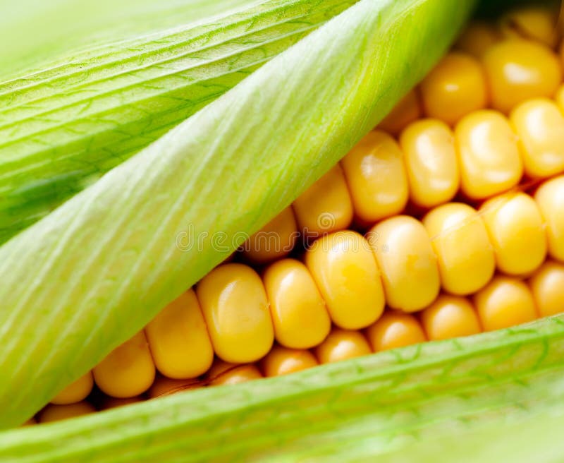 Sweet corn closeup