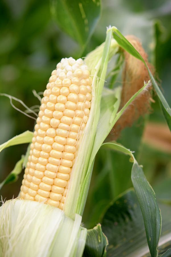Sweet corn plant stock photo. Image of country, background 108862690