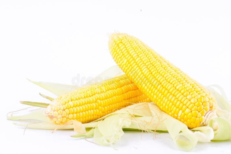 Sweet Corn on Cobs Kernels or Fresh Grains of Ripe Corn on White