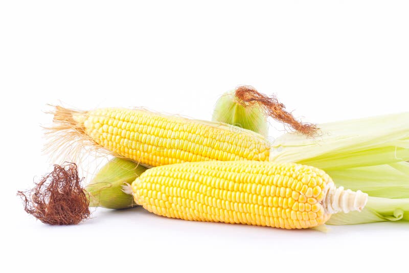 Sweet Corn on Cobs Kernels or Grains of Ripe Corn on White Background