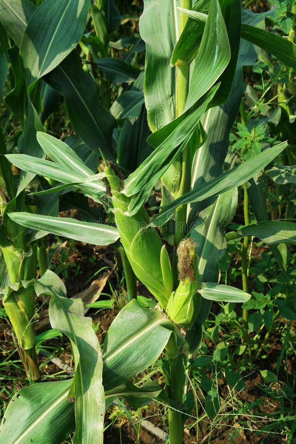 Sweet Corn Disease, Downy Mildew Stock Image Image of farm, disease 106827659