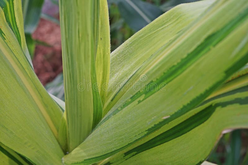 Sweet Corn Disease, Downy Mildew Stock Image Image of growth, corn