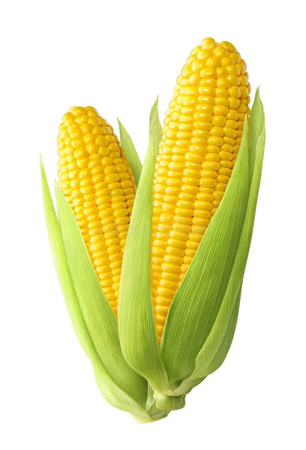 Sweet corn ears isolated on white background stock photos Sweet corn ears isolated on white background stock photos