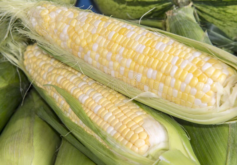 Sweet Corn