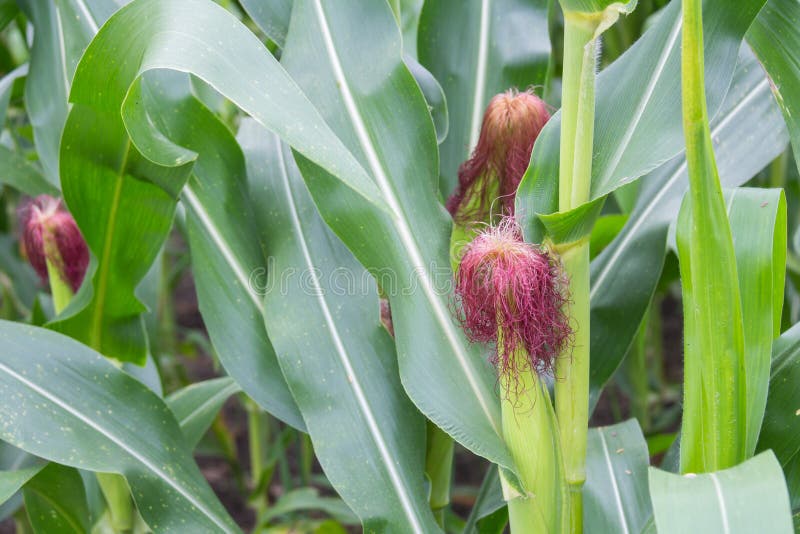 Sweet corn stock photo. Image of ingredient, harvest 88179506