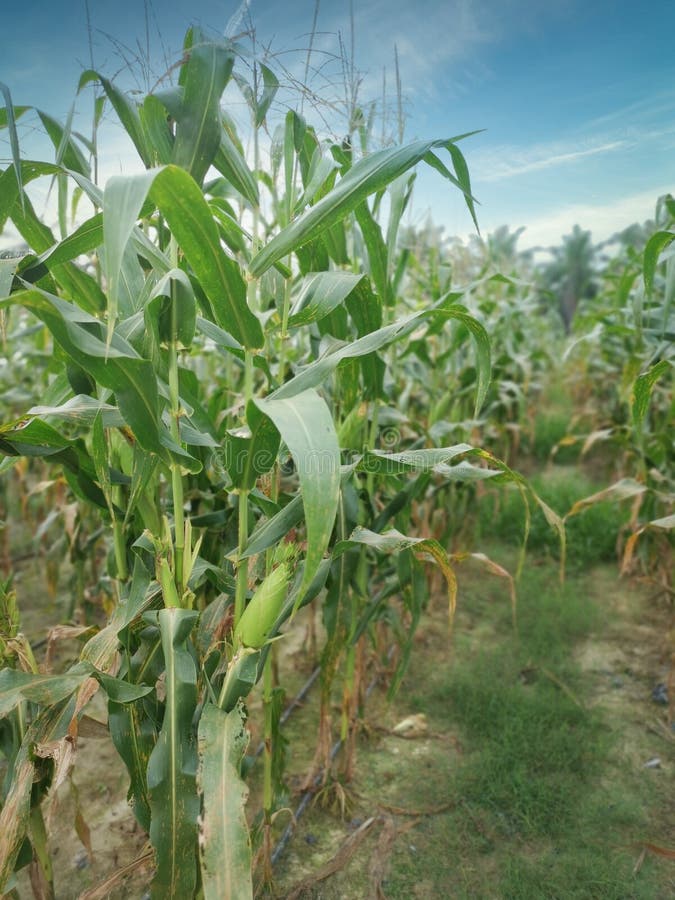 Sweet Corn Growing in the Farm. Stock Image Image of harvest