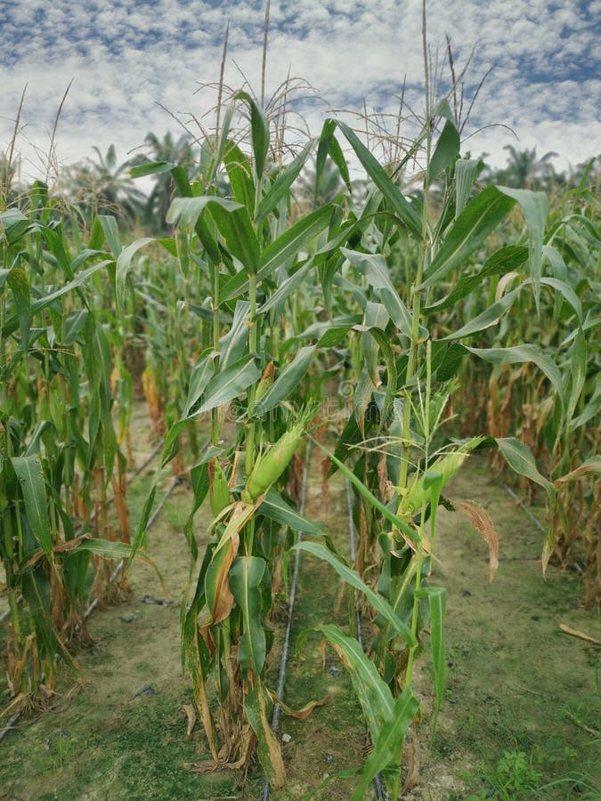 Sweet Corn Growing in the Farm. Stock Photo Image of environment