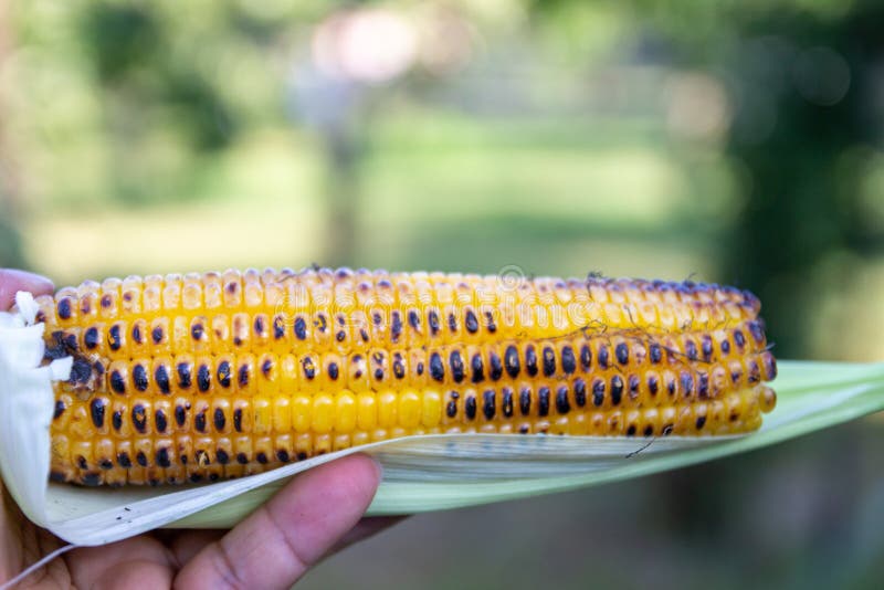 Sweet Corn Roasted on the Grill in the Hands of a Young Man Stock Photo