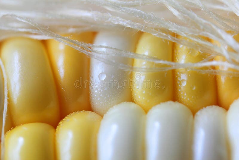 Sweet corn with silk: Extreme Close up