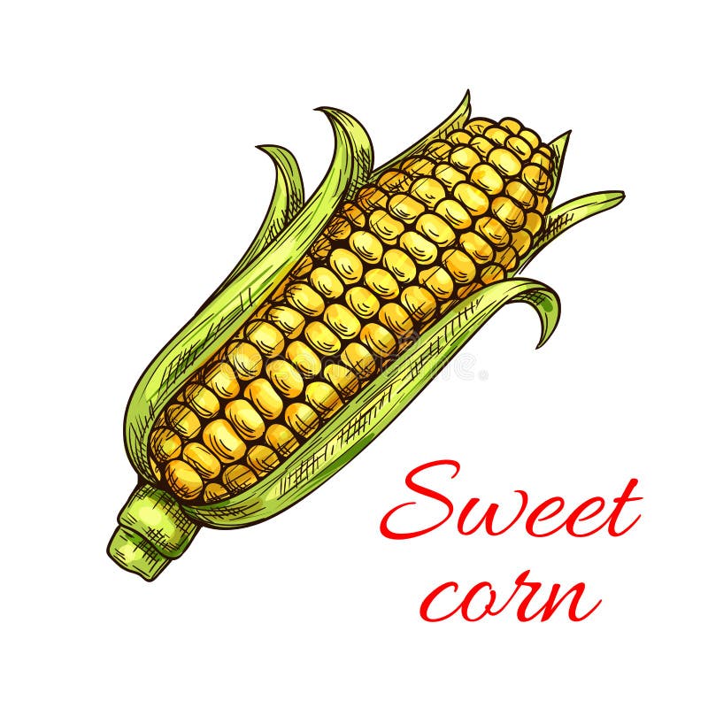 Download Sweet corn vegetable icon stock vector. Illustration of ...
