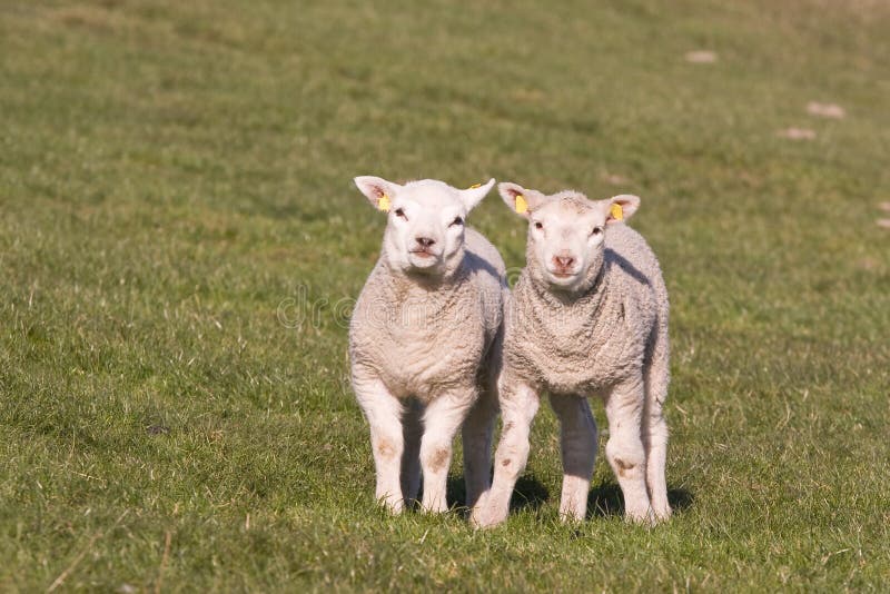 Sweet lambs stock photo. Image of spring, grass, sheep 713580