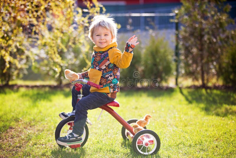 Sweet cute blond child, toddler boy, riding tricycle with little chicks in garden, playing with baby chickens