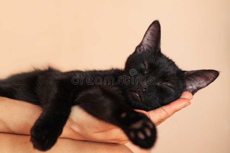Sweet Kitten taking a nap on woman`s hand stock photography Sweet Kitten taking a nap on woman`s hand stock photography