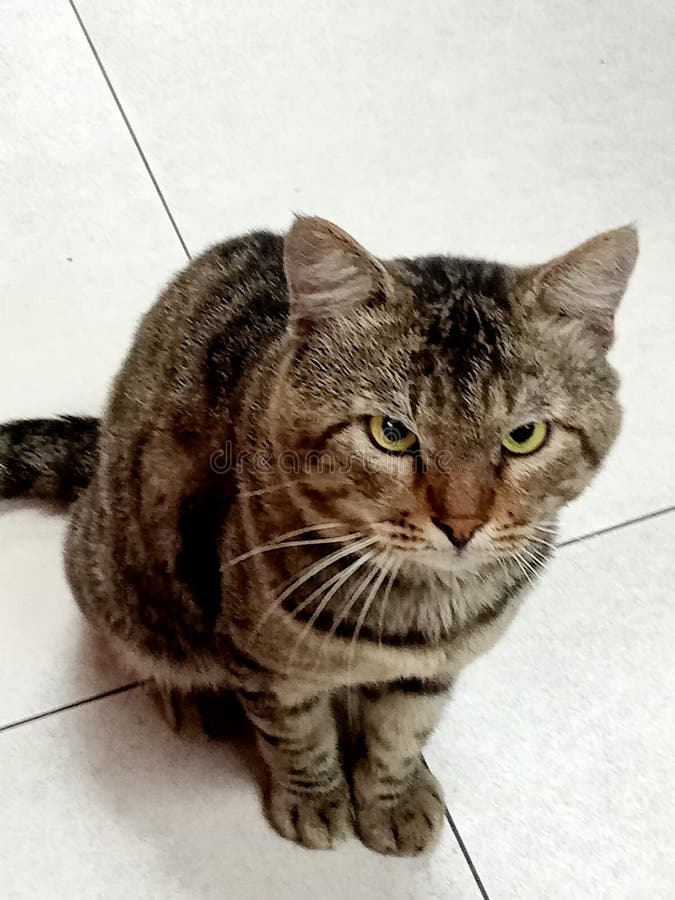 Sweet and Docile Cat with Sharp Eyes Stock Photo Image of sweet