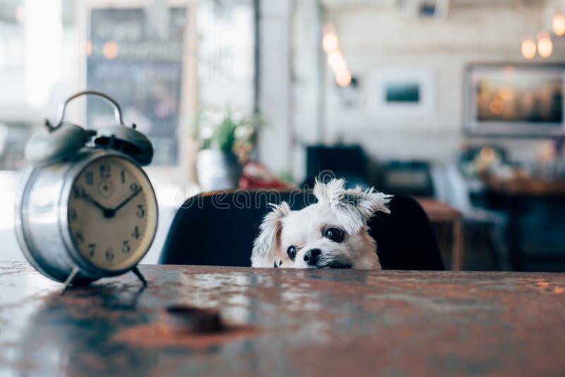 do dogs like coffee smell