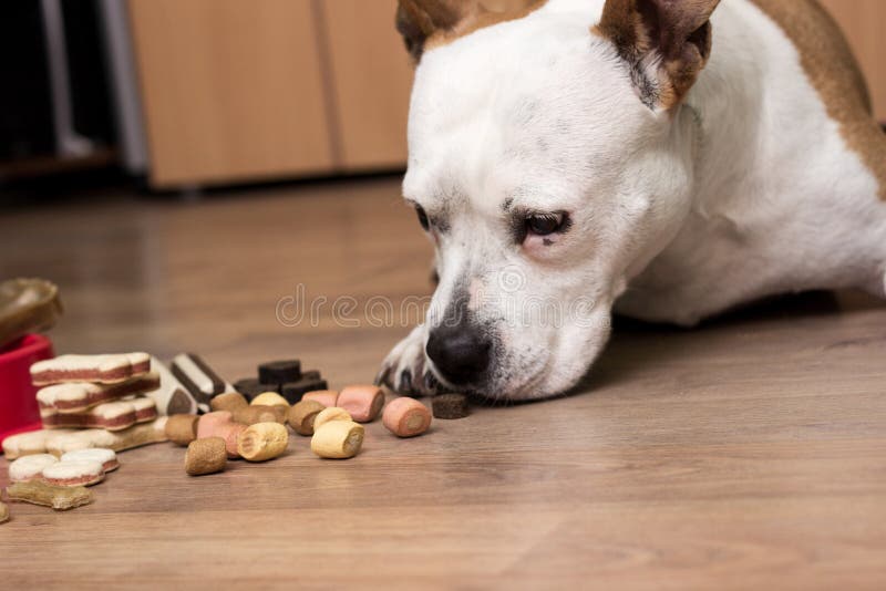 A Sweet Dog Eats A Treats. At The Home, Lying Down Stock Image Image