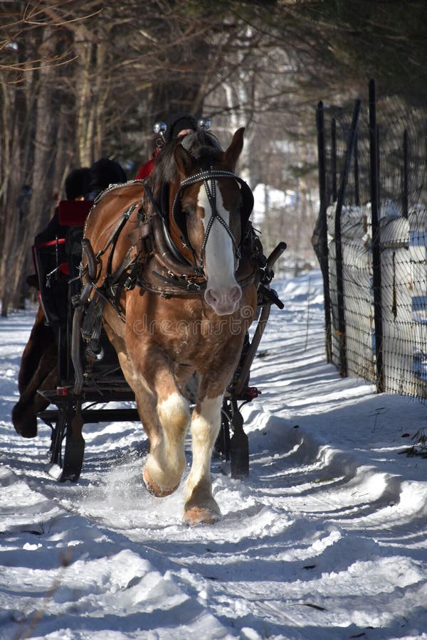 Draught Horse Pulling a Sleigh in the Snow Stock Image Image of ride