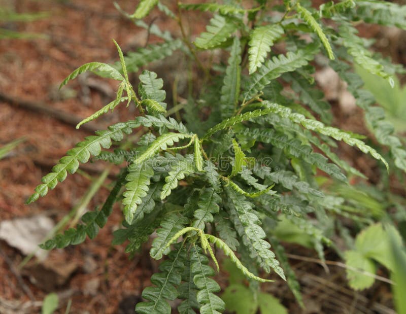 Sweetfern or Comptonia peregrina or peregrina growing wild in Wisconsin. Sweetfern or Comptonia peregrina or peregrina growing wild in Wisconsin