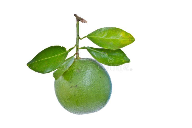 Green Sweet Oranges in Coconut Leaves Basket Stock Photo Image of