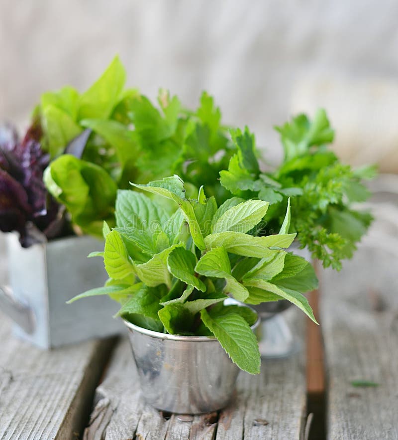 Sweet herbs stock photo. Image of mint, basil, springtime 33702486