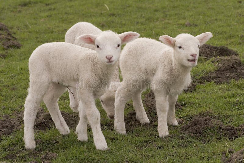 Sweet lambs stock photo. Image of ruminat, meadow, animal 713580