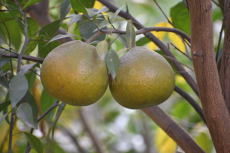 Sweet lime tree stock photo. Image of tree, tangelo 106132238